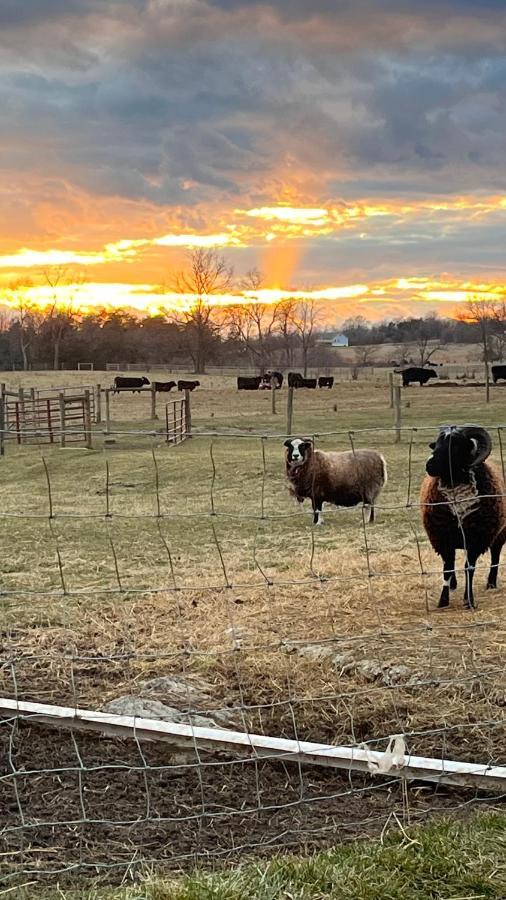Shenandoah Valley Glamping - Amazing Views - Farm Edinburg Extérieur photo