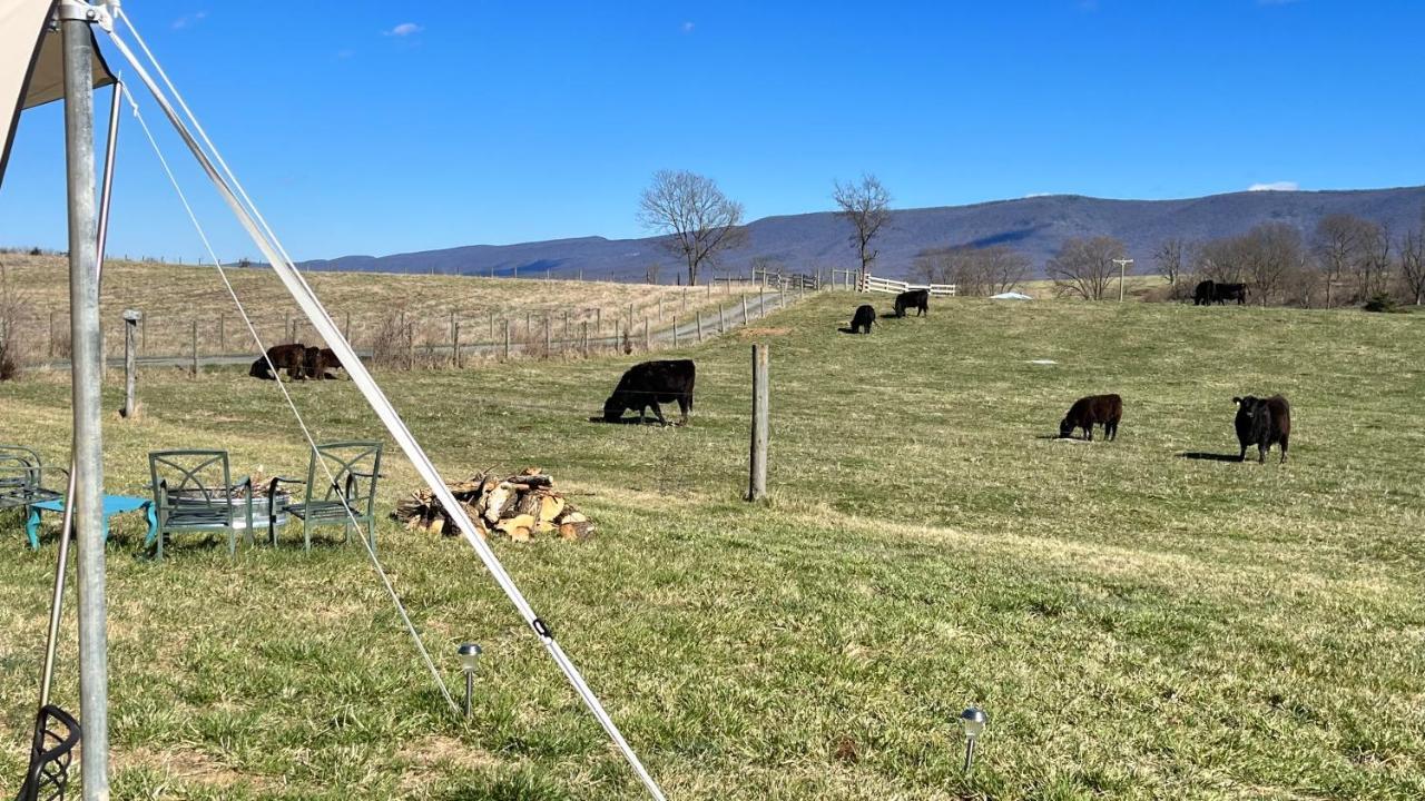 Shenandoah Valley Glamping - Amazing Views - Farm Edinburg Extérieur photo
